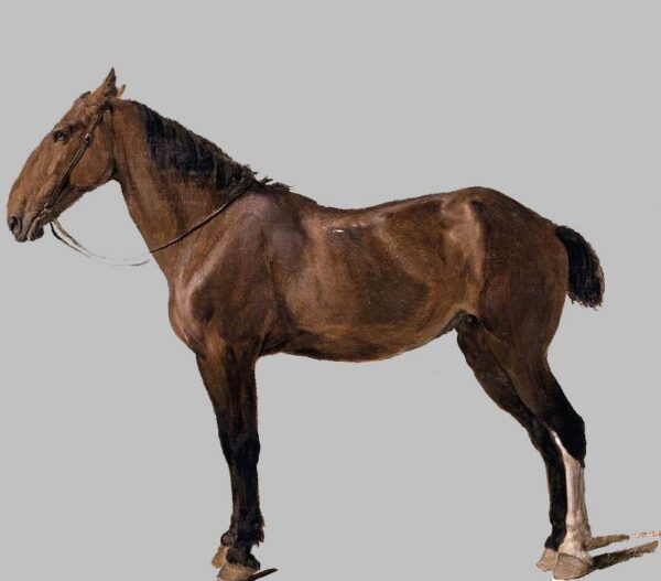 Portrait of a Horse by Jacques Laurent Agasse, hand-painted oil painting reproduction