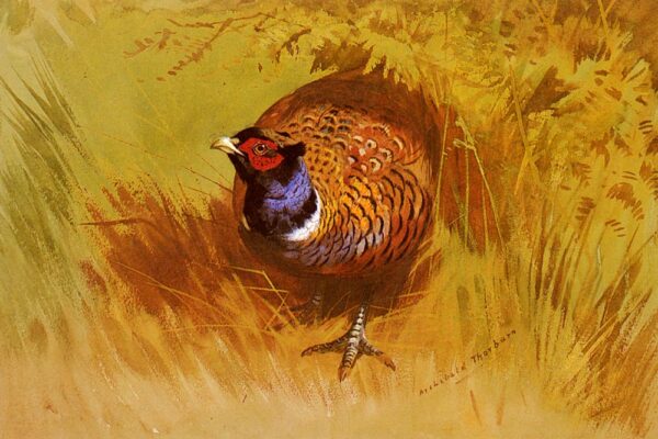 A Cock Pheasant by Archibald Thorburn, hand-painted oil painting reproduction