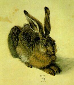 A Young Hare by Albrecht Dürer