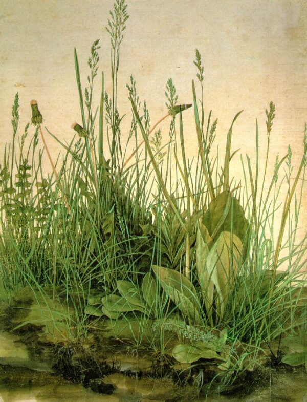 The Large Turf by Albrecht Dürer, hand-painted oil painting reproduction