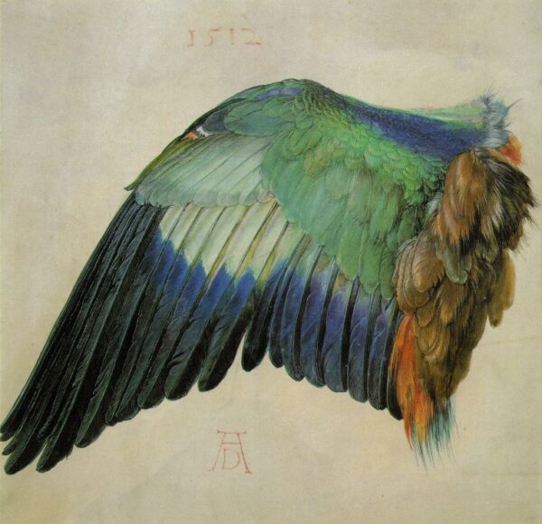 Wing of a Roller by Albrecht Dürer, hand-painted oil painting reproduction