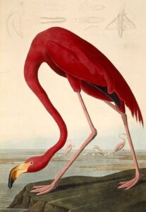 American Flamingo by John James Audubon, hand-painted oil painting reproduction