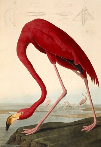 American Flamingo by John James Audubon, hand-painted oil reproduction