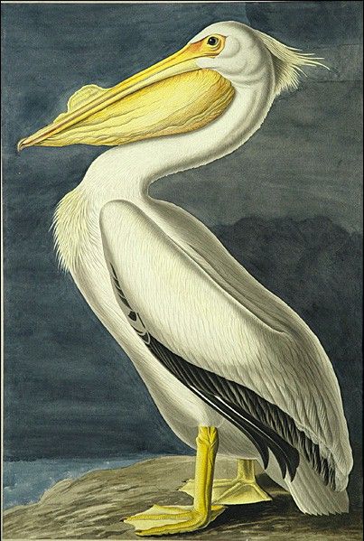 American White Pelican by John James Audubon, hand-painted oil reproduction