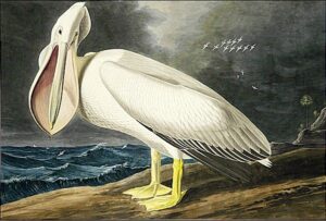 American White Pelican II by John James Audubon, hand-painted oil painting reproduction