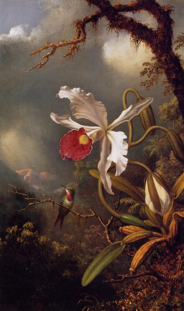 An Amethyst Hummingbird with a White Orchid by Martin Johnson Heade, hand-painted oil painting reproduction
