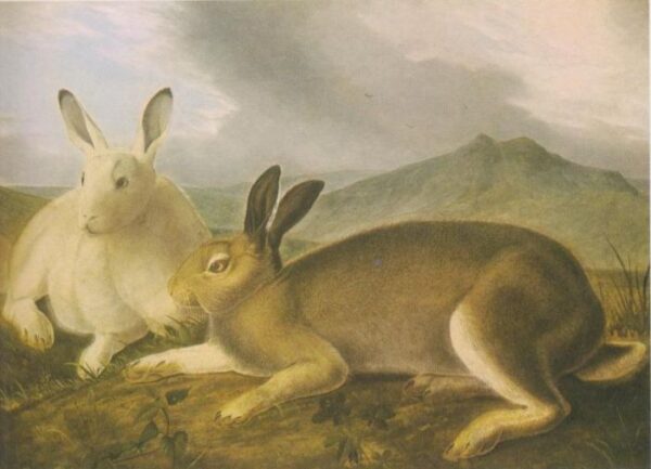 Arctic Hare by John James Audubon, hand-painted oil painting reproduction