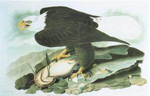Bald Eagle by John James Audubon, hand-painted oil painting reproduction