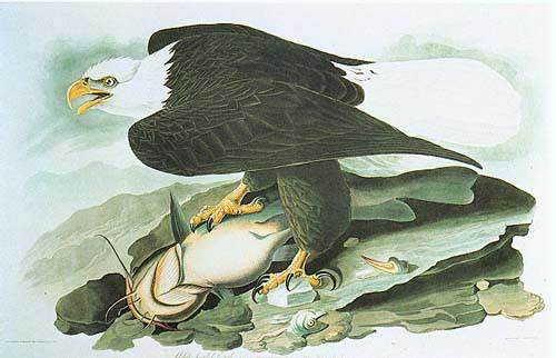 Bald Eagle by John James Audubon, hand-painted oil reproduction