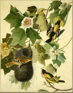 Baltimore Oriole by John James Audubon, hand-painted oil painting reproduction