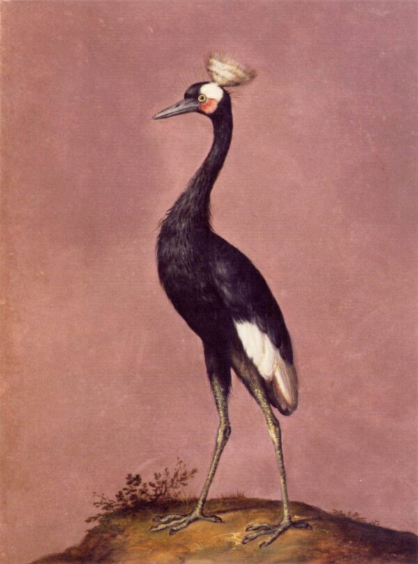 Bird II by Giuseppe Arcimboldo, hand-painted oil painting reproduction