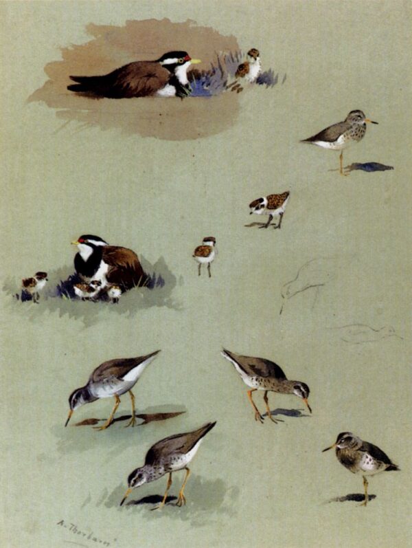 Study of Sandpipers, Cream-Colored Coursers, and Other Birds by Archibald Thorburn, hand-painted oil painting reproduction