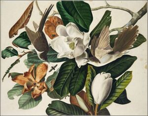 Black-Billed Cuckoo by John James Audubon, hand-painted oil painting reproduction