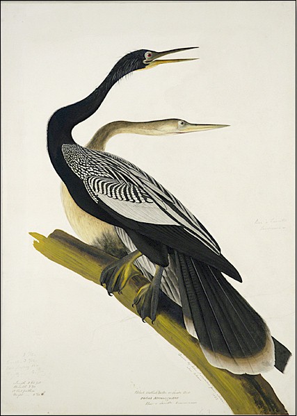 Black Bellied Darter by John James Audubon, hand-painted oil reproduction