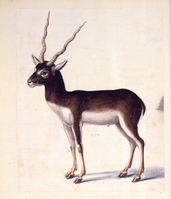Blackbuck by Giuseppe Arcimboldo, hand-painted oil reproduction