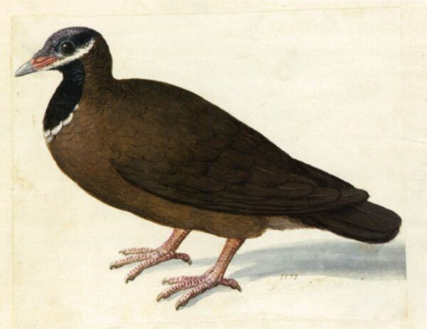 Blue-Headed Quail-Dove by Giuseppe Arcimboldo, hand-painted oil reproduction