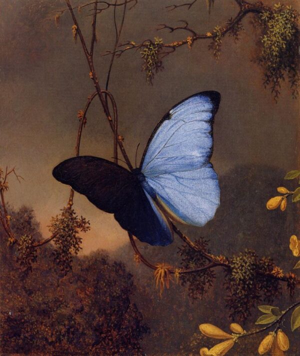 Blue Morpho Butterfly by Martin Johnson Heade, hand-painted oil painting reproduction