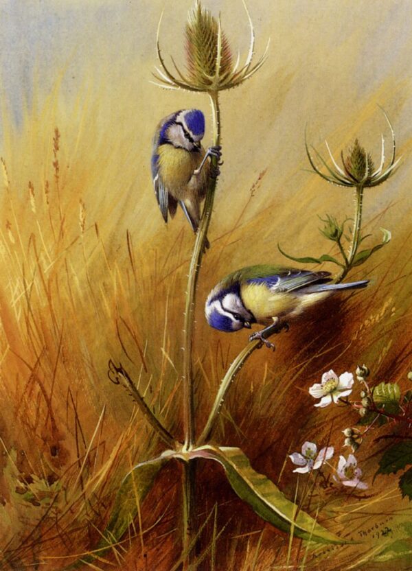 Bluetits on a Teasel by Archibald Thorburn, hand-painted oil painting reproduction
