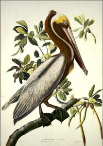 Brown Pelican by John James Audubon, hand-painted oil painting reproduction