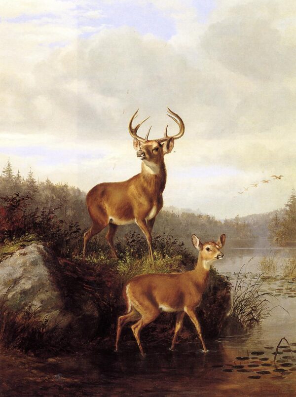 Buck and Doe II by Arthur Fitzwilliam Tait, hand-painted oil painting reproduction