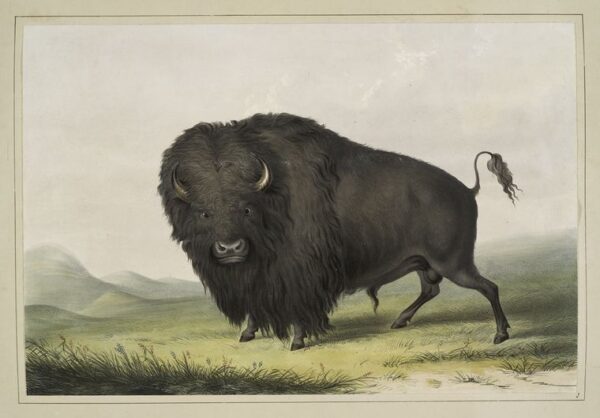 Buffalo Bull Grazing by George Catlin, hand-painted oil painting reproduction