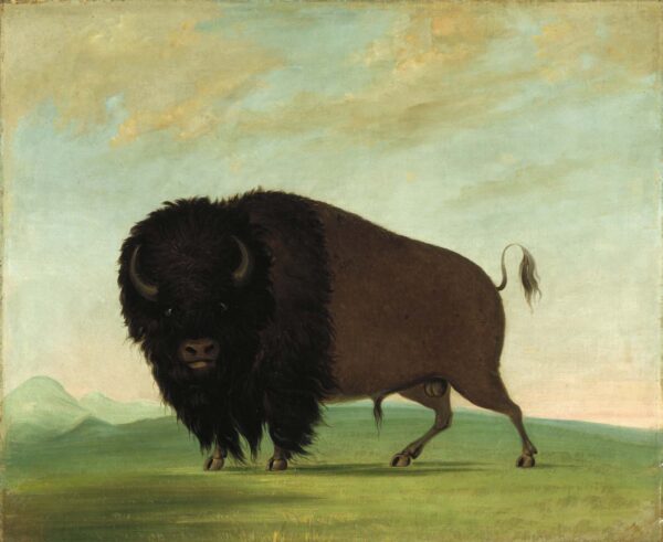 Buffalo Bull, Grazing on the Prairie by George Catlin, hand-painted oil painting reproduction