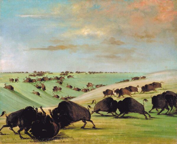Buffalo Bulls Fighting in Running Season, Upper Missouri by George Catlin, hand-painted oil painting reproduction