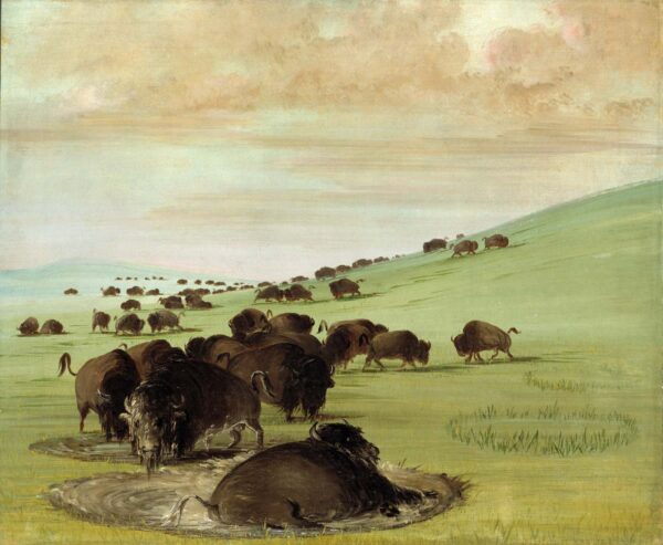 Buffalo Bulls in a Wallow by George Catlin, hand-painted oil painting reproduction