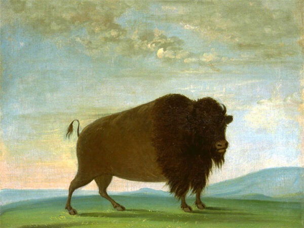 Buffalo Cow Grazing on the Prairie by George Catlin, hand-painted oil painting reproduction
