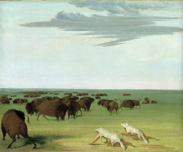 Buffalo Hunt under the Wolf skin Mask by George Catlin, hand-painted oil painting reproduction