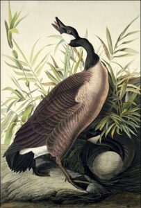Canada Goose by John James Audubon, hand-painted oil painting reproduction