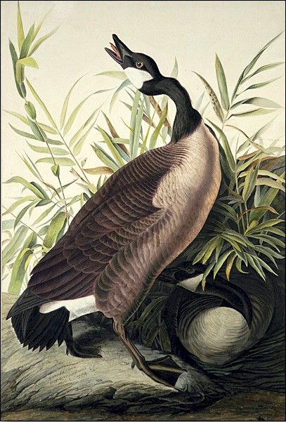 Canada Goose by John James Audubon, hand-painted oil reproduction