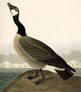 Canada Goose II by John James Audubon, hand-painted oil painting reproduction