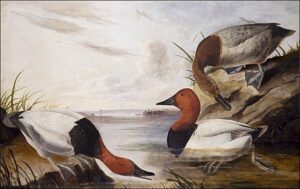 Canvasback Duck by John James Audubon, hand-painted oil painting reproduction