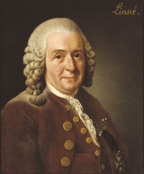 Carl Linnaeus by Alexander Roslin, hand-painted oil painting reproduction