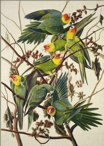 Carolina Parrot by John James Audubon, hand-painted oil painting reproduction
