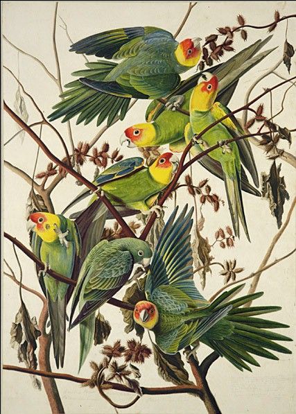 Carolina Parrot by John James Audubon, hand-painted oil reproduction