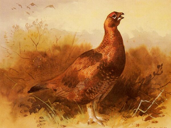 Cock Grouse by Archibald Thorburn, hand-painted oil painting reproduction