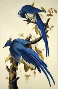 Columbia Jay by John James Audubon, hand-painted oil painting reproduction