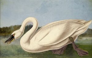 Common American Swan by John James Audubon, hand-painted oil painting reproduction