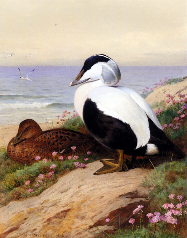 Common Eider Ducks by Archibald Thorburn, hand-painted oil painting reproduction