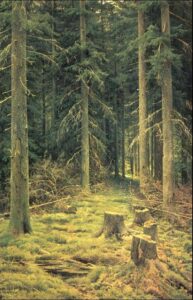 Coniferous Forest by Ivan Shishkin, hand-painted oil painting reproduction