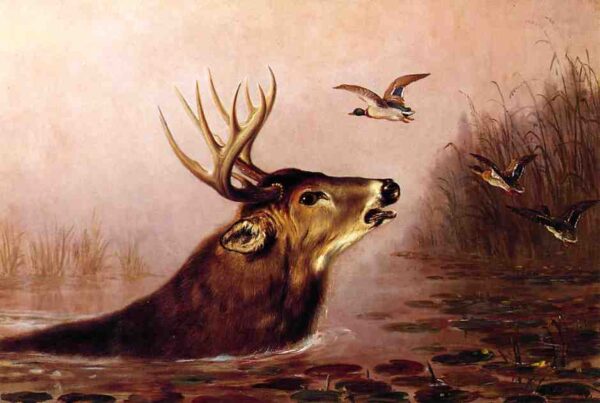 Deer in Marsh by Arthur Fitzwilliam Tait, hand-painted oil painting reproduction