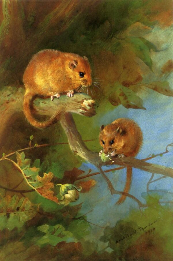 Dormice by Archibald Thorburn, hand-painted oil painting reproduction