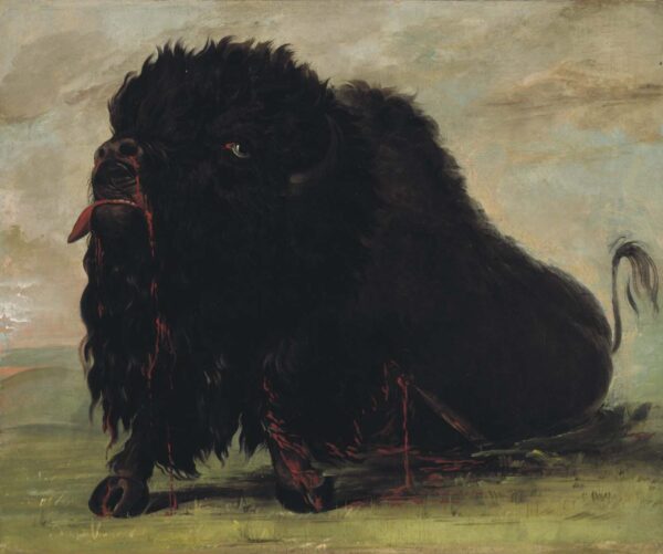 Dying Buffalo, Shot with an Arrow by George Catlin, hand-painted oil painting reproduction