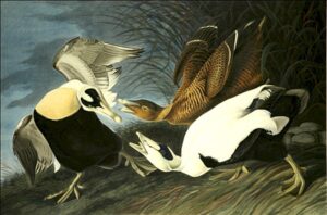 Eider Duck by John James Audubon, hand-painted oil painting reproduction