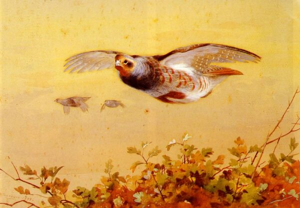 English Partridge in Flight by Archibald Thorburn, hand-painted oil painting reproduction