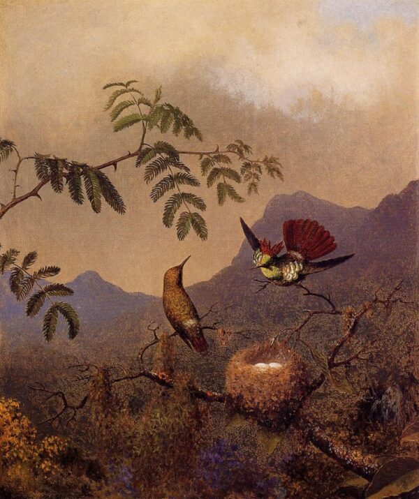 Frilled Coquette by Martin Johnson Heade, hand-painted oil painting reproduction