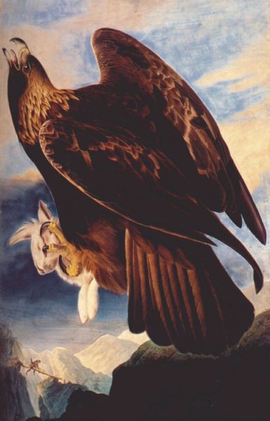 Golden Eagle by John James Audubon, hand-painted oil reproduction