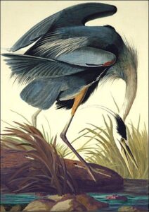 Great Blue Heron by John James Audubon, hand-painted oil painting reproduction